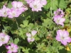 geranium-mavis-simpson