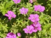 geranium-russell-pritchard