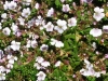 gypsophila-cerastiodes