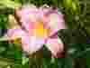 Hemerocallis-evergreen-deep-pink