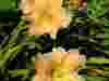 Hemerocallis-peach