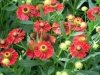 helenium-autumnale-red