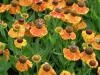 helenium-autumnale-sahims-early-flowerer-2