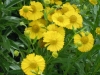 helenium-autumnale-yellow