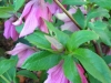 helleborus-orientalis