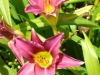 hemerocallis-deep-pink