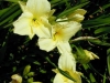 hemerocallis-joan-senior