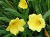 hemerocallis-little-betsy