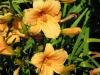 hemerocallis-little-pumpkin