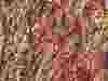 Imperata-cylindrica-Red-Baron