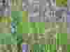 Lavender-dentata-green-french-2