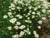 Leucanthemum-millifolium