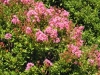 lagerstoemia-dwarf-pink