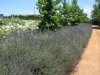 lavandula-angustifolia-english-lavender