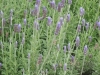 lavandula-dentata-fairholme-french