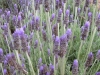 lavandula-dentata-grey-french