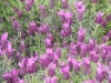 lavandula-stoechas-belle-rouge