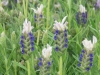 lavandula-stoechas-bicolour