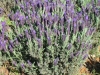 lavandula-stoechas-compact-variety