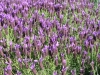 lavandula-stoechas-dark-pedunculata