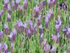 lavandula-stoechas-fairholme-fancy
