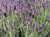 lavandula-stoechas-long-stem-variety