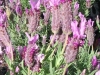 lavandula-stoechas-pink-compact