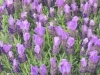 lavandula-stoechas-small-blue