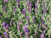 lavandula-stoechas-var-stoechas
