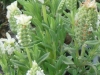 lavendula-stoechas-white