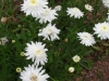 leucanthemum-georgeous-gussie