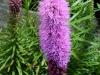 liatris