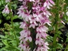 lobelia-blush-pink