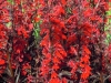 lobelia-cardinalis