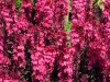 lobelia-cinnabar-rose