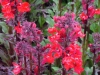 lobelia-fanfare-scarlet