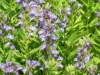 lobelia-siphilitica