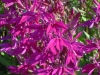 lobelia-tanya