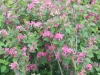 lonicera-bush-honeysuckle