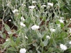 lychnis-coronaria-alba