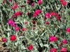 lychnis-coronaria-magenta