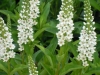 lysimachia-brachytricha