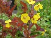 lysimachia-ciliata