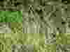 Miscanthus-sinensis-variegated