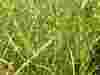 Miscanthus-zebrinus