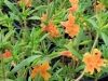 mimulus-orange