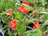 mimulus-red