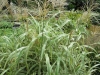miscanthus-giant-variegated