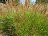 miscanthus-gracillimus