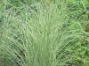 miscanthus-morning-light